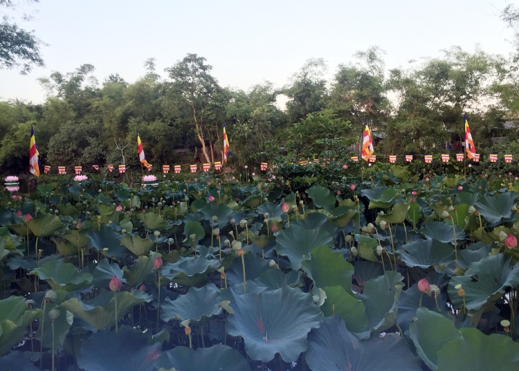 An Lưu (2)